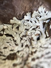 Parmeliopsis hyperopta