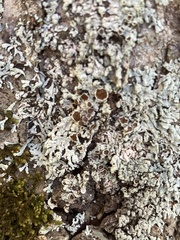 Parmeliopsis hyperopta