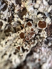 Parmeliopsis hyperopta