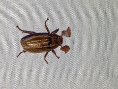 Polyphylla occidentalis