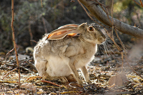 Black-tailed Jackrabbit