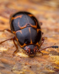 Episcaphula tamburinea