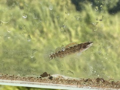 Etheostoma artesiae