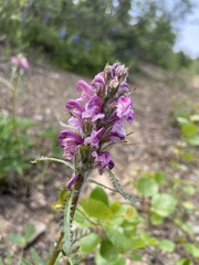 Pedicularis sudetica interior