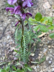 Pedicularis sudetica interior
