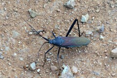 Notobitus
