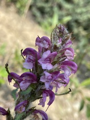 Pedicularis sudetica interior