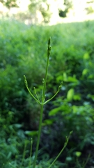 Alisma subcordatum