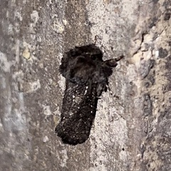 Acrolophus arcanella