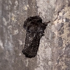 Acrolophus arcanella