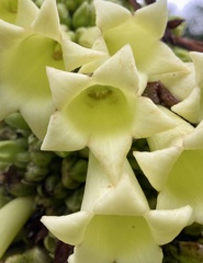 Pentagonia