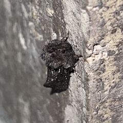 Acrolophus arcanella