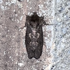 Acrolophus arcanella