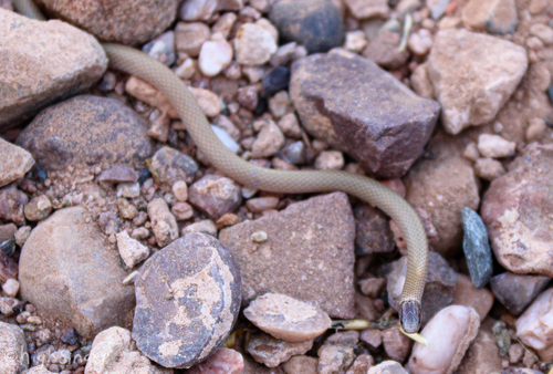 Southwestern Blackhead Snake