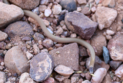 Tantilla hobartsmithi