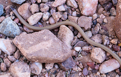 Tantilla hobartsmithi