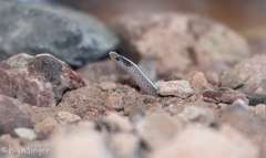 Tantilla hobartsmithi