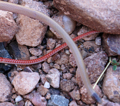 Tantilla hobartsmithi