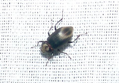 Helichus lithophilus