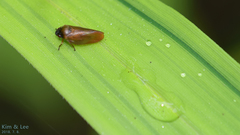 Eoscarta assimilis