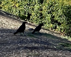 Corvus brachyrhynchos