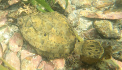 Pleuronichthys coenosus