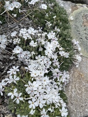 Phlox condensata