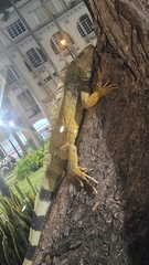 Iguana iguana