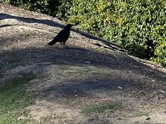 Corvus brachyrhynchos