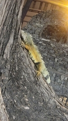 Iguana iguana