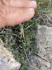 Phlox condensata