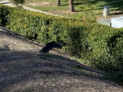 Corvus brachyrhynchos