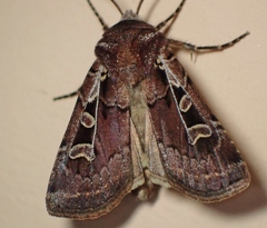 Euxoa divergens