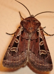 Euxoa divergens