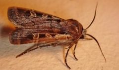 Euxoa divergens
