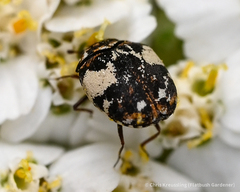 Anthrenus isabellinus