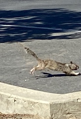 Otospermophilus beecheyi