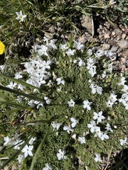 Phlox condensata