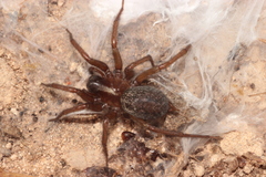 Lycosoides