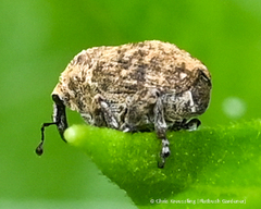 Acanthoscelidius acephalus