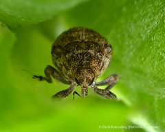 Acanthoscelidius acephalus