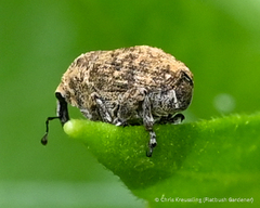 Acanthoscelidius acephalus