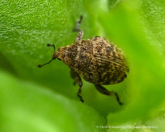 Acanthoscelidius acephalus