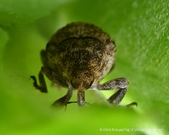 Acanthoscelidius acephalus