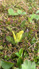 Pedicularis capitata