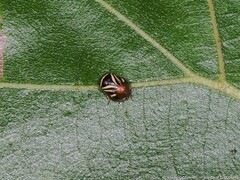 Clastoptera saintcyri