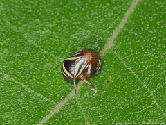 Clastoptera saintcyri