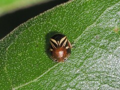 Clastoptera saintcyri
