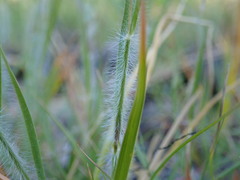 Danthonia unispicata