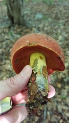 Boletus subluridellus